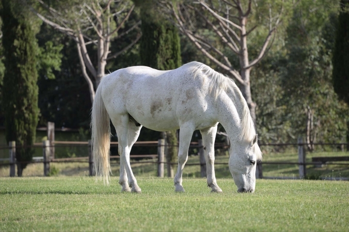 Cavallo foto - Capodanno in Resort Fattoria Principina in Maremma