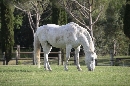 Cavallo foto - Capodanno in Resort Fattoria Principina in Maremma